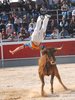 Abanilla 2010 (31)