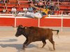 Abanilla 2010 (19)