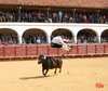 almaden-mijita5