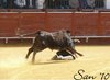 almaden14