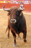 BENIDORM RECORTES11 (3)