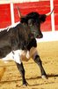 CALANDA ANILLAS (11)